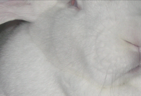 UMETNICA NA MESEC I Isidora Todorić: Kako dvema zajcema razlagati mrtve podobe?