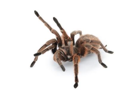 PAJKI & ŠKORPIJONI velika razstava